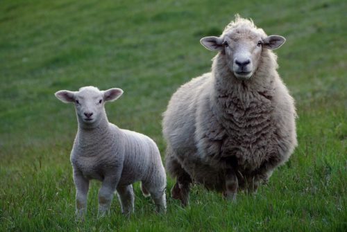 ニュージーランド羊